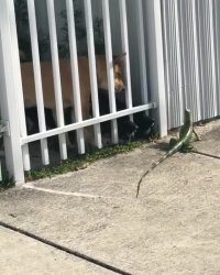 مارمولک شجاع