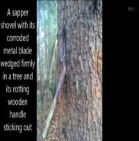 بلعیدن بقایای جنگ انسان توسط درخت