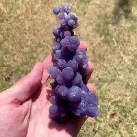 نهال انگور -درخت انگور -نهالستان پارس 09159157465