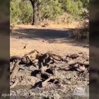 در یک لحظه غیر منتظره عصرونه یوزپلنگ جور شد  #حیات_وحش