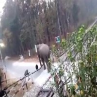 عبور هوشمندانه فیل از راه بند ریل راه آهن