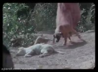 تیزر فیلم سینمایی درخت گردو با حضور مهران مدیری