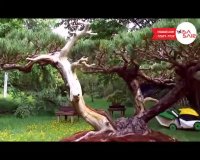 باغ البرت فرانسه - Albert Kahn Jardins - تعیین وقت سفارت فرانسه با ویزاسیر