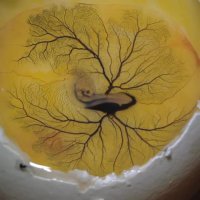 تزریق جوهر به جنین 3 روزه پرنده برای مشاهده طپش قلب و عروق خونی