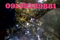 ترمیم شیشه پولیش شیشه 09125239881_02144145701_09125239881