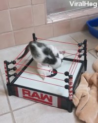 کلیپ خنده دار حل اختلافات داخل رینگ مسابقه