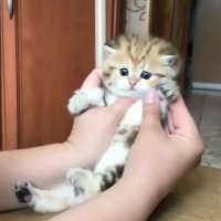 کوچیکترین تفاوتی با عروسک نداره