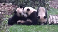 Panda Can't Stop Hugging Another Panda! | iPanda