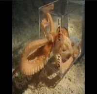 هشت پای هنرمند!