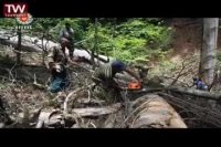 انقراض ببر مازندران  باعث چه پیامدهایی شد؟؟؟