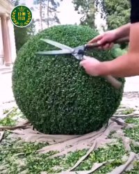 طراحی و اجرای فضای سبز