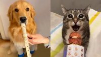 کلیپ خنده دار باهوش ترین سگ و گربه ها