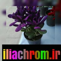 دستگاه مخمل پاش /قیمت دستگاه فانتاکروم صنعتی 09127692842 ایلیا کروم