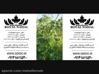 نهال گردو دیرگل زود بازده اصلاح شده پیوندی ژنوتیپ 09141811520