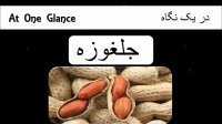 خواص و فواید جلغوزه