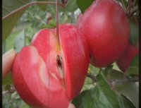 فروش نهال های مثمر میوه