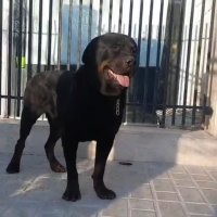 سگ روتوایلر