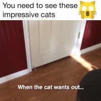 جالب ترین گربه های باهوش