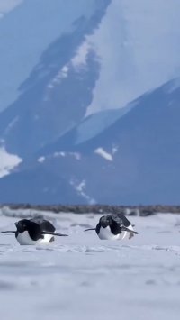 کلیپ خنده دار پنگوئن های گوگولی