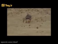 چند صحنه از درگیری خونین شیر و بوفالو آفریقایی | شیر مقابل بوفالو