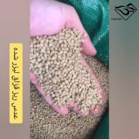 فروش عدس ریز قزاق