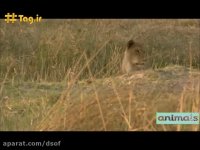 نبرد شیرها بر سر شکار | وقتی شیرها به جان هم می افتند!