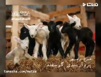 طرح توجیهی پرواربندی گوسفند