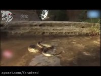 مورچه هایی که مار را شکار کردند!