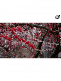 مزایای استفاده از کود فروت ست