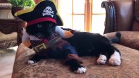 Cat's mood perfectly resembles Halloween costume