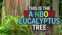 Rainbow tree from the Philippines
