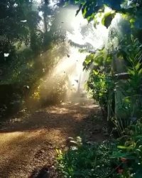 کلیپ صبح زیباتون بخیر