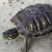 روش جالب برای بالا بردن سرعت لاک پشت