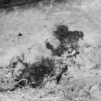 کلیپ محسن چاوشی برای حادثه تروریستی اهواز