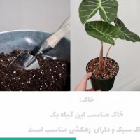 گل بابا آدم