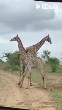 گره خوردن خنده‌دار زرافه‌ها