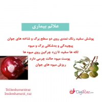 بیماری سفیدک سطحی (پودری)