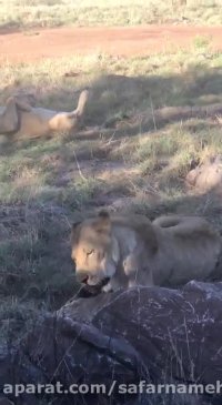 ویدئو ارسالی 2 از تور آفریقای جنوبی 16 مهر -سفرنامه