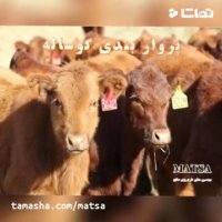 طرح توجیهی پرواربندی گوساله