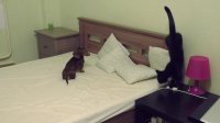 Dog and cat battle for bed dominance