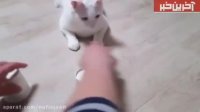 بازی با گربه بسیـار باهوش!