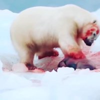 شکار فک توسط خرس قطبی بعد از هفته ها گرسنگی