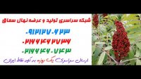 نهال سماق در بیرجند09121263524 - خرید نهال - فروش نهال - قیمت نهال