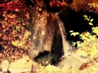 شاه نشین 5 - هنرمندان سنندجی