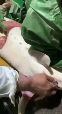 تا حالا استخراج خاویار رو از شکم ماهی دیده بودید !؟