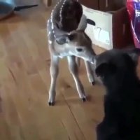 دوستی بچه خرس و آهو