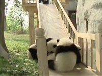 سرسره بازی پانداها