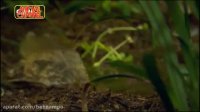 زنده خوردن حیوانات توسط قورباغه غول پیکر خطرناک