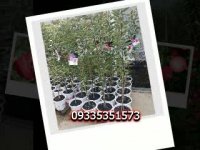 درخت سیب توسرخ - نهال سیب رد لاو- نهالستان پارس- 09159157465