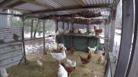 6 Ways to Keep your Chickens Warm in the Winter without a Heatlamp